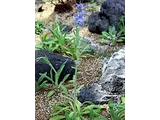 メコノプシス・ホリドゥラ