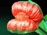 Hot Lips