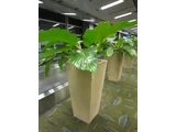 蔓綠絨屬