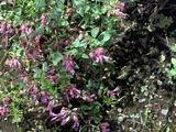 'Pilgrim'观赏牛至