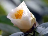 山茶 近卫白