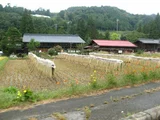 Rice plant