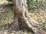 Japanese hophornbeam