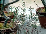 Andromeda polifolia
