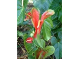 Anthurium