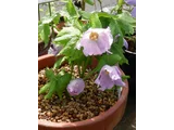 Glaucidium palmatum