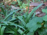 Nerine