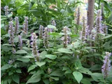 Agastache