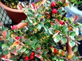 Checkerberry