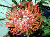 Pincushion
