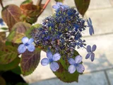 山紫陽花 '甘茶'