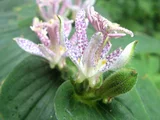 Tricyrtis macropoda