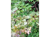 Viburnum sargentii