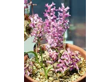 Lachenalia namaquensis