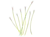 Eleocharis mamillata var. cyclocarpa