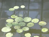 Tropical Waterlily 'Nymphaea White Colorata'