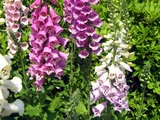 Digitalis