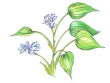 Monochoria vaginalis