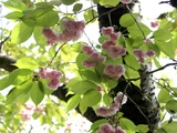 フゲンゾウ
