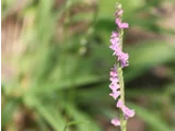 Spiranthes sinensis