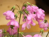 Primrose Myochiriki