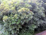 Lithocarpus edulis