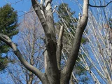 Aesculus turbinata