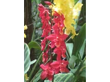 Odontoglossum