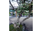 斐濟果