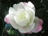 Camellia 'Hatsu Hikari'