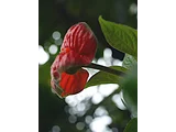 Hot Lips