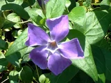 Vinca major
