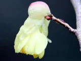 ヒュウガミズキ
