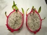 サンカクサボテン
