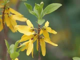 Forsythia suspensa