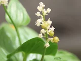 舞鹤草