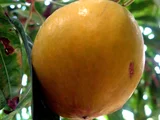 Canistel