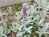 Lamb's ear