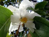 Camellia yuhsienensis