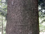 Nikko Fir Abies homolepis