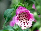 Digitalis