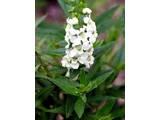 Angelonia serena