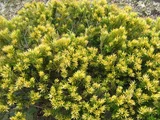 Dwarf Japanese yew