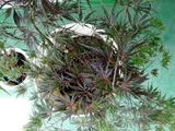 紅葉 紅枝垂