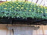 大作り(千輪咲き)菊>大菊
