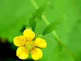 Geum aleppicum