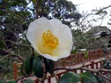 山茶花