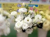 トルコギキョウ