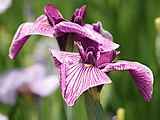 Japanese Iris 'Aoi-no-ue'