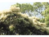 米槠